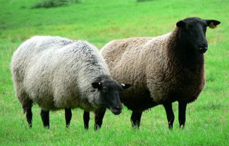 wool felt sheep